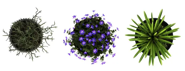 Dekoratív Virágok Növények Belső Felülnézet Elszigetelt Fehér Háttér Illusztráció Render — Stock Fotó