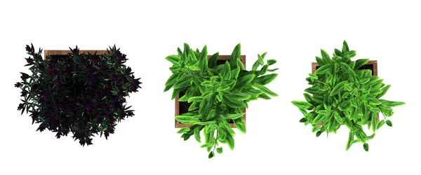 Dekorative Blumen Und Pflanzen Für Den Innenraum Draufsicht Isoliert Auf — Stockfoto