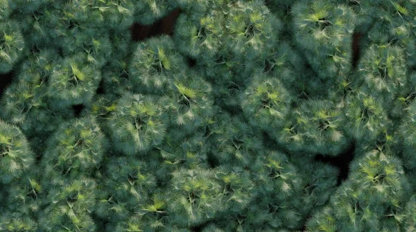 Bäume Wald Draufsicht Flächenansicht Isoliert Auf Weißem Hintergrund Illustration Render — Stockfoto