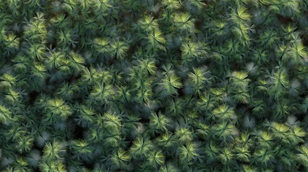 森の木々 トップビュー エリアビュー 白い背景に隔離された 3Dイラスト Cgレンダリング — ストック写真