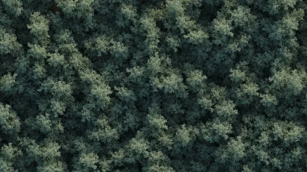 Bomen Het Bos Bovenaanzicht Oppervlakte Uitzicht Geïsoleerd Witte Achtergrond Illustratie — Stockfoto