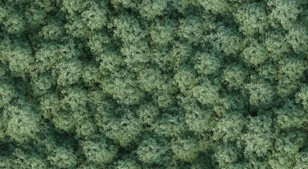 Puut Metsässä Ylhäältä Näkymä Aluenäkymä Eristetty Valkoisella Taustalla Kuvitus Renderöinti — kuvapankkivalokuva