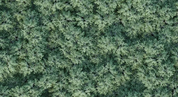 Деревья Лесу Вид Сверху Вид Площадь Выделенный Белом Фоне Иллюстрация — стоковое фото
