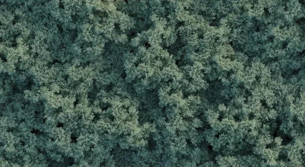 Bäume Wald Draufsicht Flächenansicht Isoliert Auf Weißem Hintergrund Illustration Render — Stockfoto