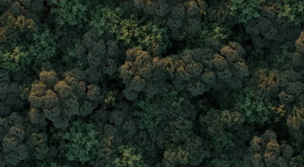 Arbres Dans Forêt Vue Dessus Vue Sur Région Isolé Sur — Photo