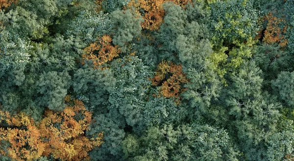 Árvores Floresta Vista Superior Vista Área Isolado Fundo Branco Ilustração — Fotografia de Stock