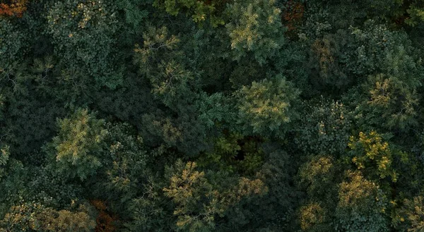 Ormandaki Ağaçlar Üst Görünüm Alan Görünümü Beyaz Arkaplanda Izole Edilmiş — Stok fotoğraf