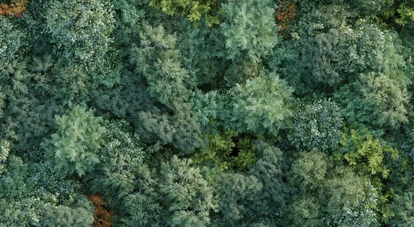 Árvores Floresta Vista Superior Vista Área Isolado Fundo Branco Ilustração — Fotografia de Stock