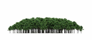 group of trees with a shadow on the ground, isolated on a white background, trees in the forest, 3D illustration