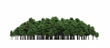 group of trees with a shadow on the ground, isolated on a white background, trees in the forest, 3D illustration