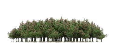 group of trees with a shadow on the ground, isolated on a white background, trees in the forest, 3D illustration