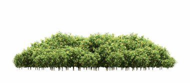 group of trees with a shadow on the ground, isolated on a white background, trees in the forest, 3D illustration