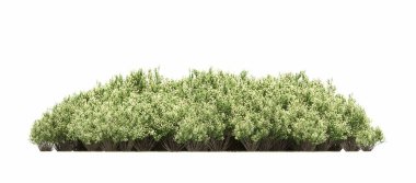 group of trees with a shadow on the ground, isolated on a white background, trees in the forest, 3D illustration