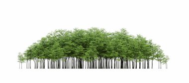 group of trees with a shadow on the ground, isolated on a white background, trees in the forest, 3D illustration