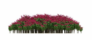 group of trees with a shadow on the ground, isolated on a white background, trees in the forest, 3D illustration