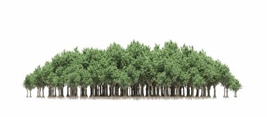 group of trees with a shadow on the ground, isolated on a white background, trees in the forest, 3D illustration