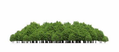 group of trees with a shadow on the ground, isolated on a white background, trees in the forest, 3D illustration