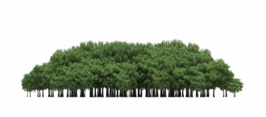 group of trees with a shadow on the ground, isolated on a white background, trees in the forest, 3D illustration