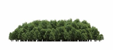 group of trees with a shadow on the ground, isolated on a white background, trees in the forest, 3D illustration