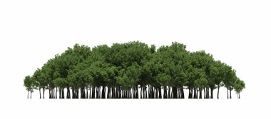 group of trees with a shadow on the ground, isolated on a white background, trees in the forest, 3D illustration