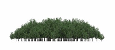 group of trees with a shadow on the ground, isolated on a white background, trees in the forest, 3D illustration