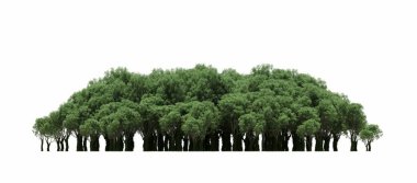 group of trees with a shadow on the ground, isolated on a white background, trees in the forest, 3D illustration
