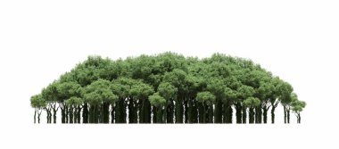 group of trees with a shadow on the ground, isolated on a white background, trees in the forest, 3D illustration