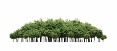 group of trees with a shadow on the ground, isolated on a white background, trees in the forest, 3D illustration