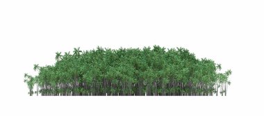 group of trees with a shadow on the ground, isolated on a white background, trees in the forest, 3D illustration