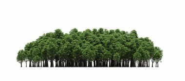 group of trees with a shadow on the ground, isolated on a white background, trees in the forest, 3D illustration