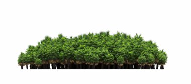 group of trees with a shadow on the ground, isolated on a white background, trees in the forest, 3D illustration