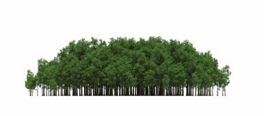 group of trees with a shadow on the ground, isolated on a white background, trees in the forest, 3D illustration