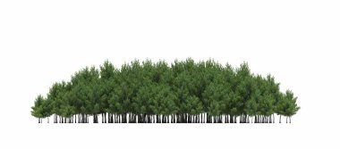 group of trees with a shadow on the ground, isolated on a white background, trees in the forest, 3D illustration