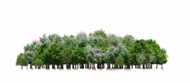 group of trees with a shadow on the ground, isolated on a white background, trees in the forest, 3D illustration