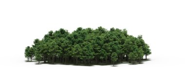 group of trees with a shadow on the ground, isolated on a white background, trees in the forest, 3D illustration