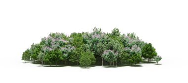 group of trees with a shadow on the ground, isolated on a white background, trees in the forest, 3D illustration