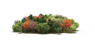 group of trees with a shadow on the ground, isolated on a white background, trees in the forest, 3D illustration