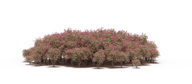 group of trees with a shadow on the ground, isolated on a white background, trees in the forest, 3D illustration