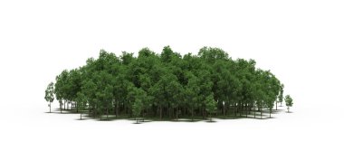 group of trees with a shadow on the ground, isolated on a white background, trees in the forest, 3D illustration