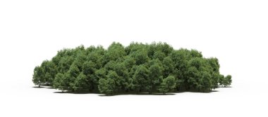 group of trees with a shadow on the ground, isolated on a white background, trees in the forest, 3D illustration