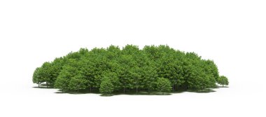 group of trees with a shadow on the ground, isolated on a white background, trees in the forest, 3D illustration