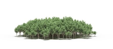 group of trees with a shadow on the ground, isolated on a white background, trees in the forest, 3D illustration