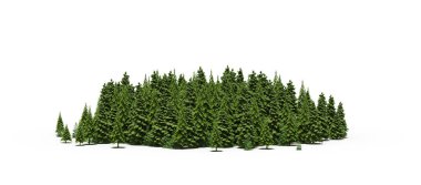 group of trees with a shadow on the ground, isolated on a white background, trees in the forest, 3D illustration