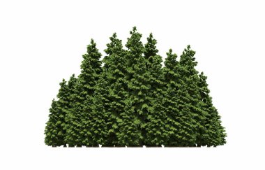 group of trees with a shadow on the ground, isolated on a white background, trees in the forest, 3D illustration