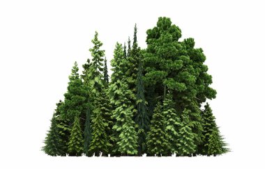 group of trees with a shadow on the ground, isolated on a white background, trees in the forest, 3D illustration