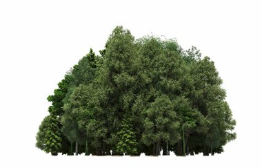 group of trees with a shadow on the ground, isolated on a white background, trees in the forest, 3D illustration