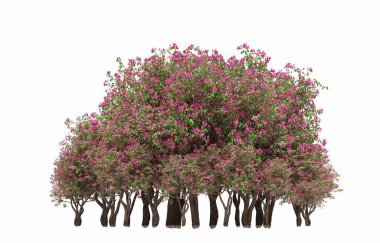 group of trees with a shadow on the ground, isolated on a white background, trees in the forest, 3D illustration