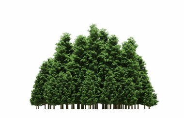 group of trees with a shadow on the ground, isolated on a white background, trees in the forest, 3D illustration