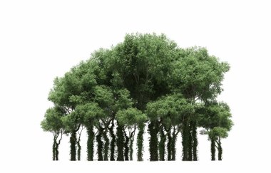 group of trees with a shadow on the ground, isolated on a white background, trees in the forest, 3D illustration