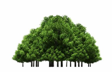 group of trees with a shadow on the ground, isolated on a white background, trees in the forest, 3D illustration